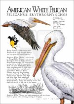 American White Pelican