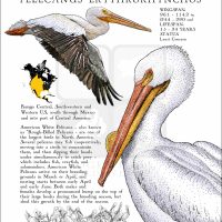 American White Pelican