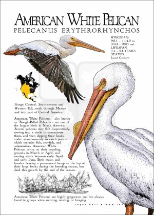 American White Pelican
