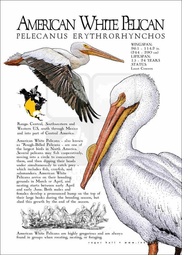American White Pelican