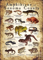 Amphibians of Sonoma County poster