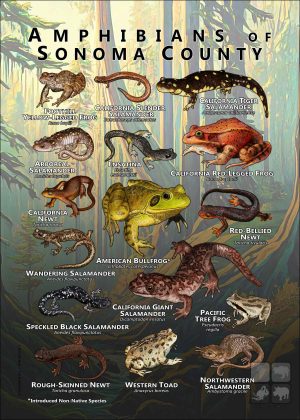 Amphibians of Sonoma County poster