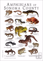 Amphibians of Sonoma County poster