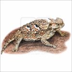 Greater Desert Horned Lizard illustration