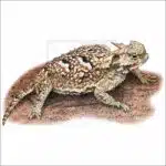 Greater Desert Horned Lizard illustration