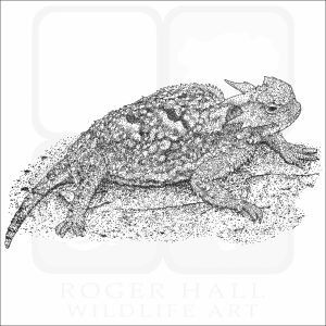 Greater Desert Horned Lizard black and white illustration