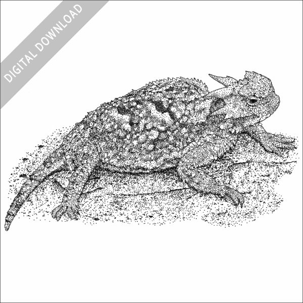 Desert Horned Lizard black and white illustration