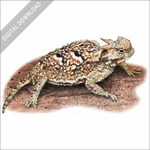 Desert Horned Lizard illustration