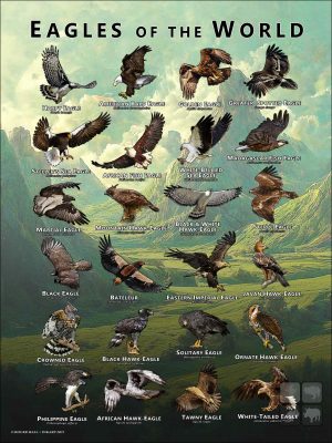 Eagles of the world poster
