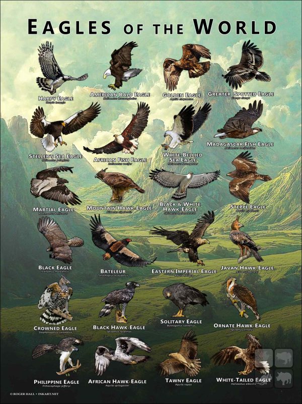 Eagles of the World Poster - Wildlife Art