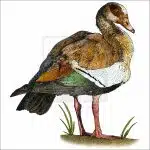 Egyptian Goose illustration