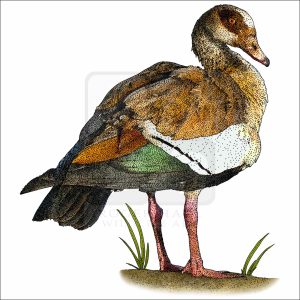 Egyptian Goose illustration