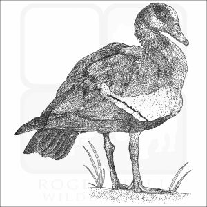 Egyptian Goose black and white illustration