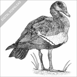 Egyptian Goose black and white stock image