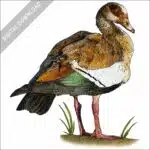 Egyptian Goose stock image