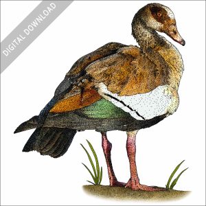Egyptian Goose stock image