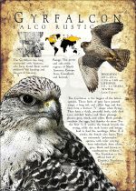 Gyrfalcon poster print