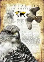 Gyrfalcon poster print