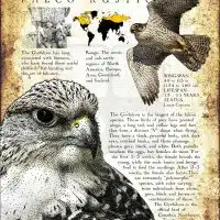 Gyrfalcon poster print