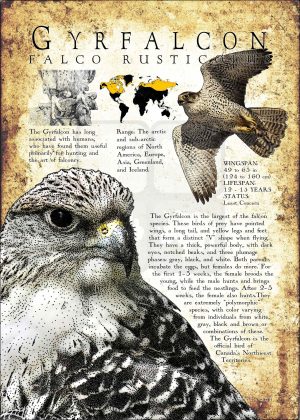 Gyrfalcon poster print
