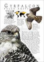 Gyrfalcon poster print