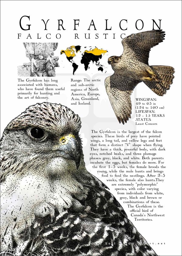 Gyrfalcon poster print