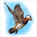 Mandarin Duck illustration