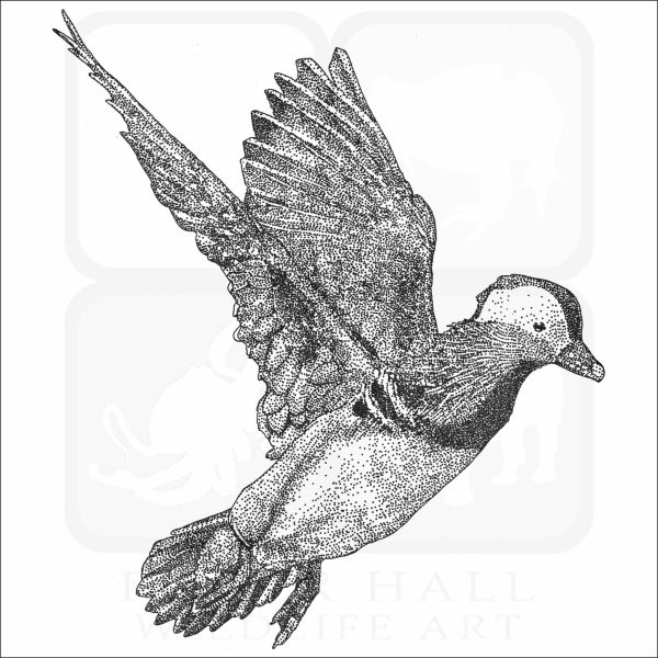 Mandarin Duck black and white illustration