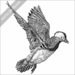 Stock art illustration of a Mandarin Duck