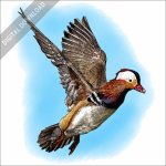 Mandarin Duck stock image