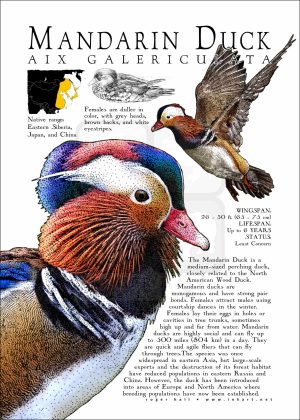 Mandarin Duck poster print