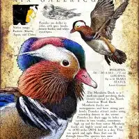 Mandarin Duck poster print