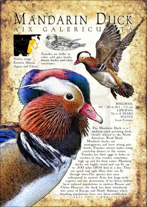Mandarin Duck poster print