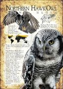 Northern Hawk Owl poster print