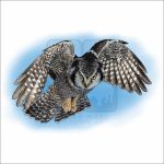 Northern Hawk Owl in flight illustration