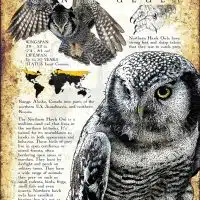 Northern Hawk Owl poster print