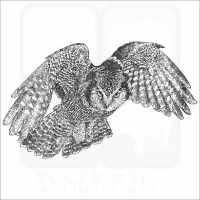 Northern Hawk Owl in flight black and white illustration