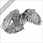 Northern Hawk Owl in flight stock image