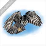 Northern Hawk Owl in flight stock image