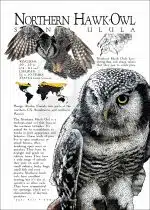 Northern Hawk Owl poster print