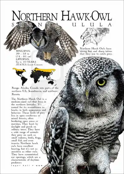 Northern Hawk Owl poster print