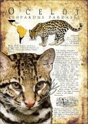 Ocelot poster print