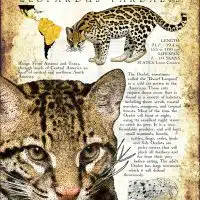 Ocelot poster print