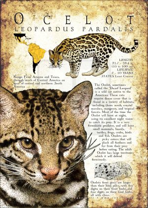 Ocelot poster print