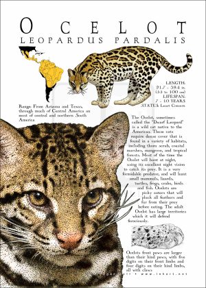 Ocelot poster print