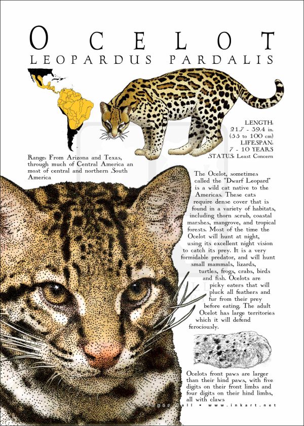 Ocelot poster print