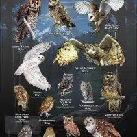 Owls of Colorado poster print