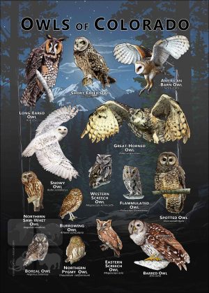 Owls of Colorado poster print