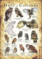 Owls of Colorado Poster Print - Image 3