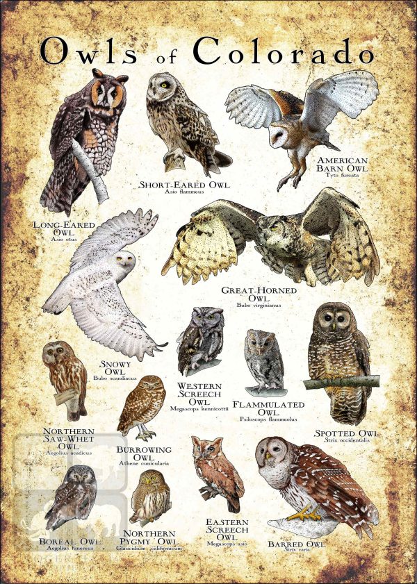 Owls of Colorado Poster Print - Image 3